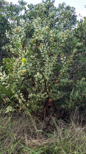 Arctostaphylos refugioensis, photograph 5