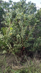 Arctostaphylos refugioensis, photograph (c) George Williams, some rights reserved (CC BY)