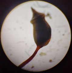 Sciuro-hypnum populeum