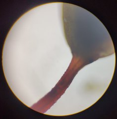 Sciuro-hypnum populeum