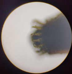 Sciuro-hypnum populeum