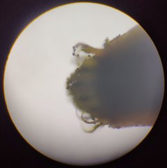 Sciuro-hypnum populeum