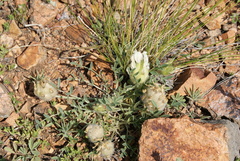 Astragalus lupulinus