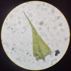 Sciuro-hypnum populeum