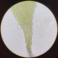 Sciuro-hypnum populeum