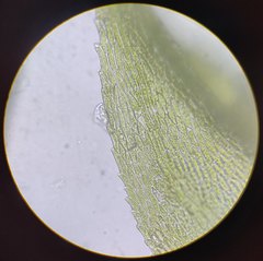 Sciuro-hypnum populeum