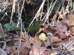 Liocichla steerii