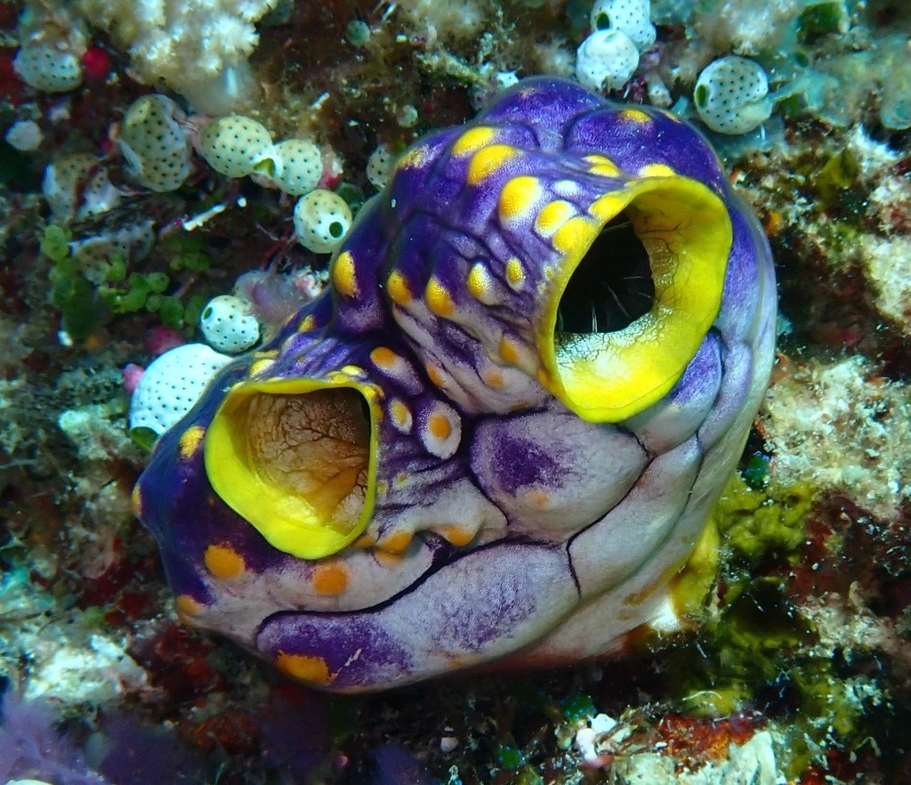 Polycarpa aurata (Polycarpa aurata)