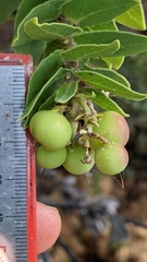 Arctostaphylos refugioensis, photograph (c) George Williams, some rights reserved (CC BY)