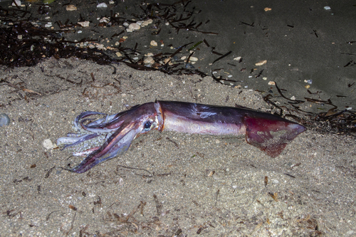 Representative image of Todarodes sagittatus