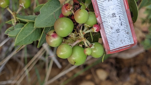 Arctostaphylos refugioensis, photograph 1