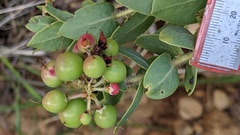 Arctostaphylos refugioensis
