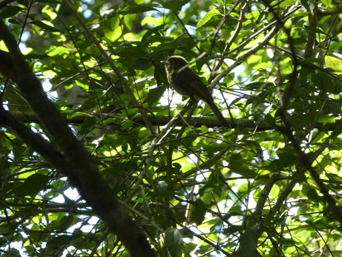 Eye-ringed Flatbill (Rhynchocyclus brevirostris)