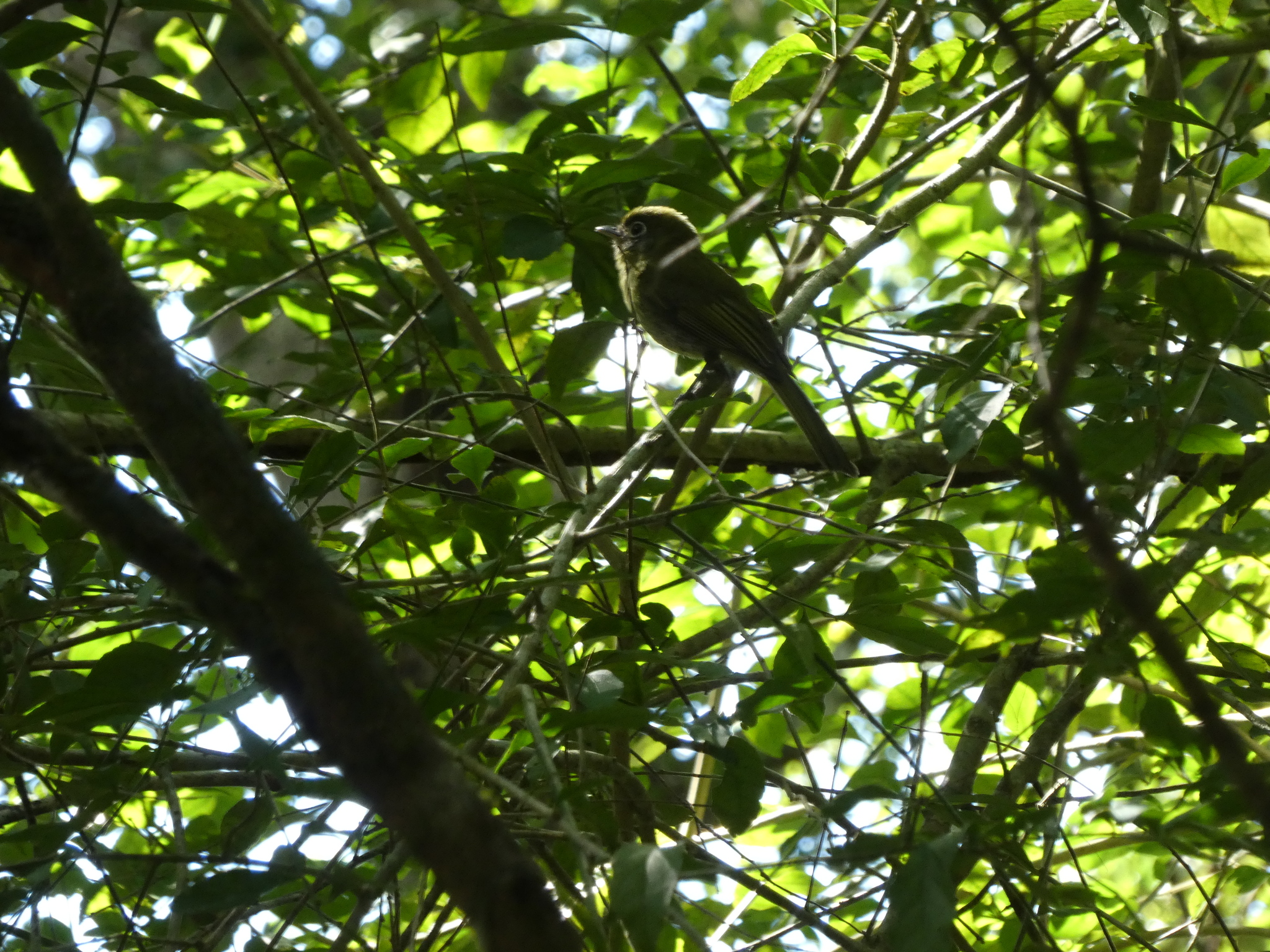Eye-ringed Flatbill (Rhynchocyclus brevirostris), photo 1