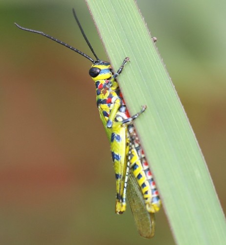 Poecilocerastis tricolor