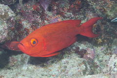 Priacanthus hamrur