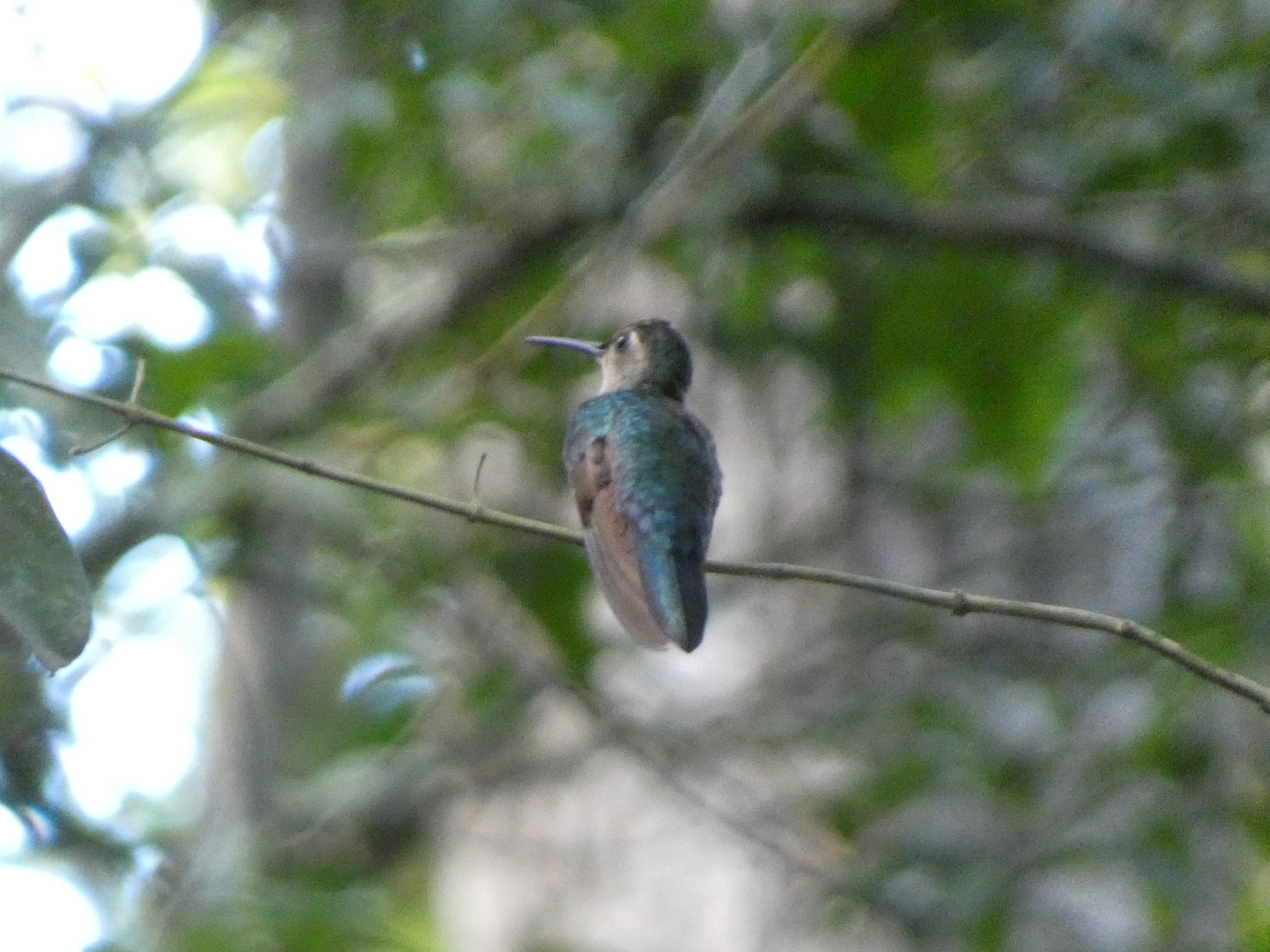 Wedge-tailed Sabrewing (Pampa curvipennis), photo 1