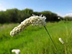 Sanguisorba parviflora