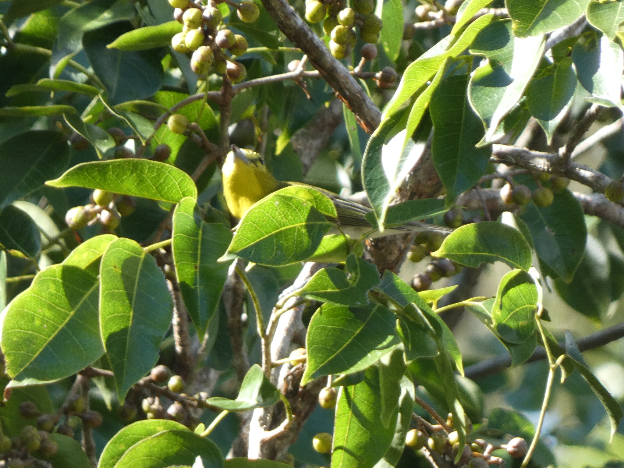 Yellow-throated Vireo (Vireo flavifrons), photo 3