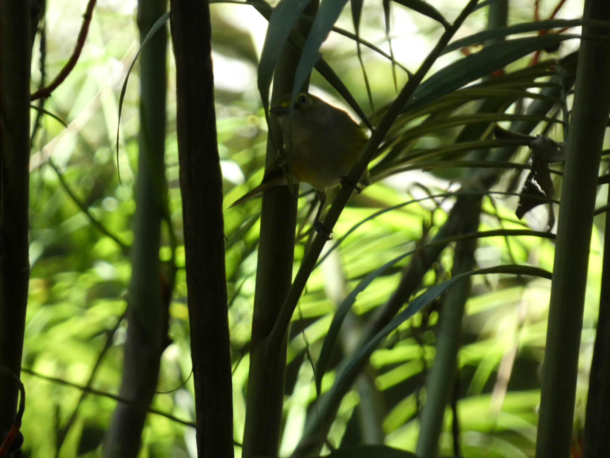 White-eyed Vireo (Vireo griseus), photo 5