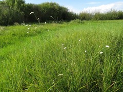 Sanguisorba parviflora
