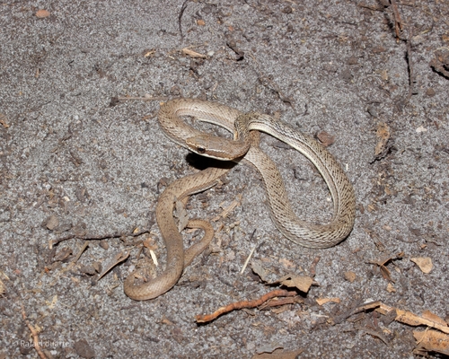 Paraguay Green Racer