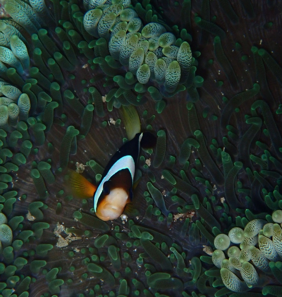Brown anemonefish (Amphiprion clarkii)