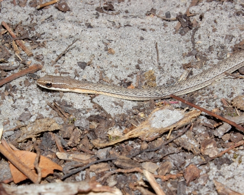 Paraguay Green Racer