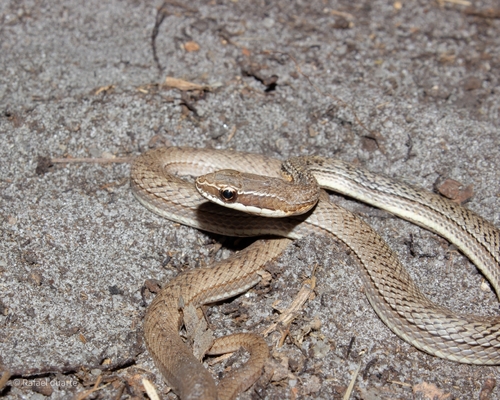 Paraguay Green Racer