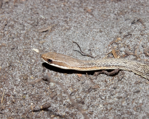 Paraguay Green Racer