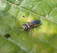 Liris subtessellatus