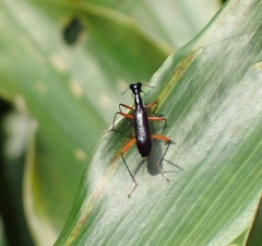Neocollyris