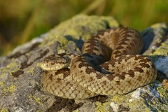 Vipera ursinii macrops