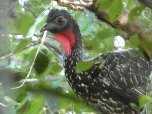 Crested Guan (Penelope purpurascens), photo 6