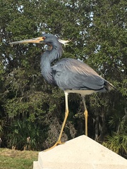 Egretta tricolor image