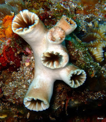 Tubastraea