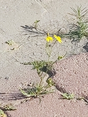 Senecio glaucus