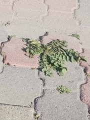 Brassica tournefortii