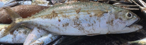 Chub mackerel (Rastrelliger kanagurta) — Scombridae — 3