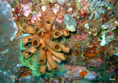 Tubastraea