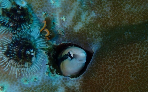 Aspidontus taeniatus