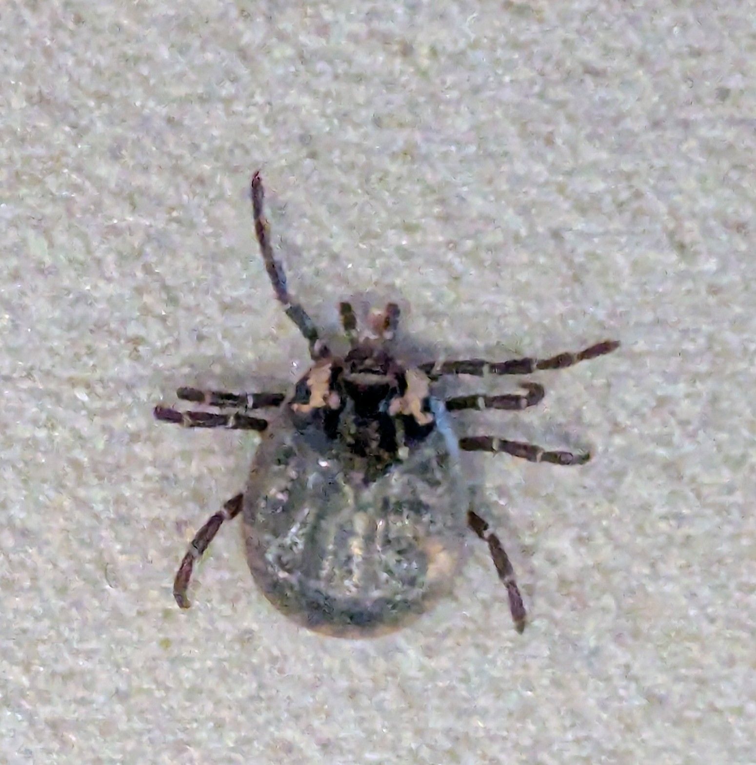 Amblyomma moreliae Koch, 1867