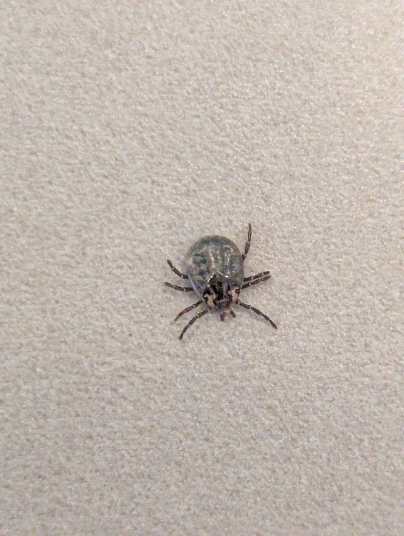 Amblyomma moreliae Koch, 1867