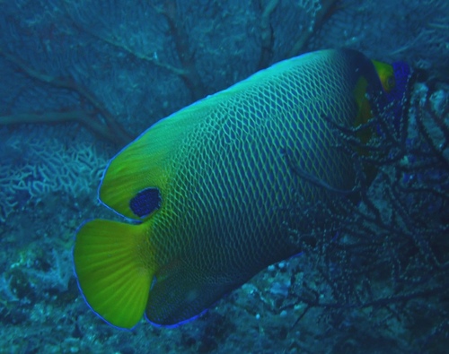 Yellowface angelfish (Pomacanthus xanthometopon) — Pomacanthidae