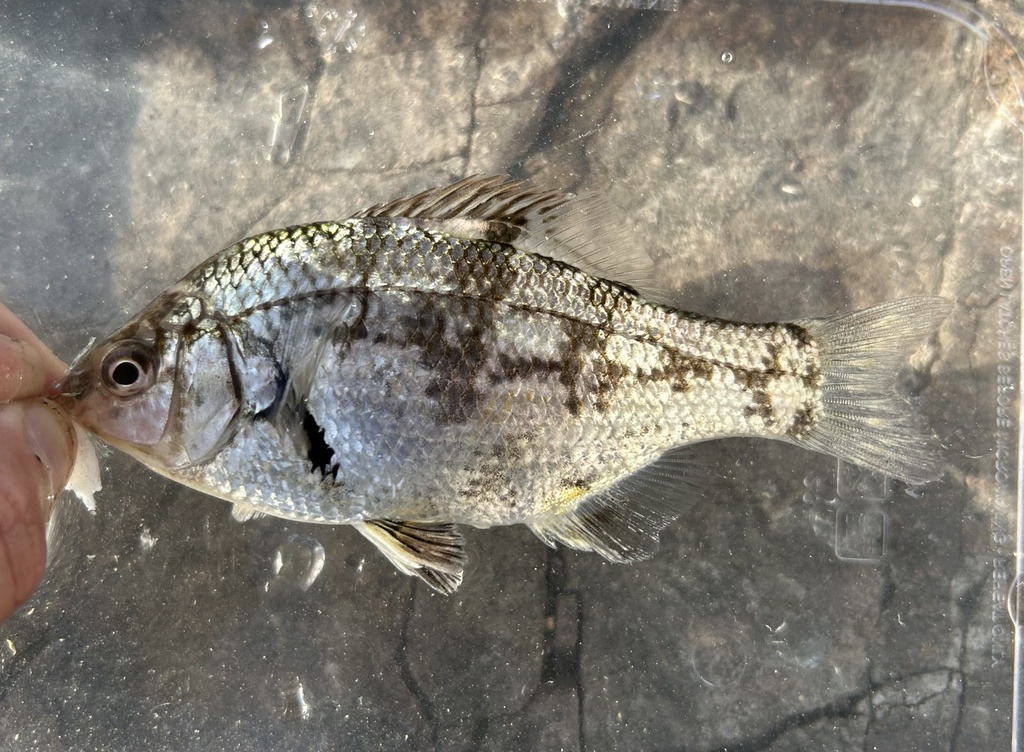 Dwarf surfperch (Micrometrus minimus) — Embiotocidae