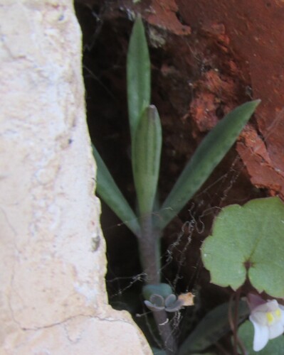 Kalanchoe delagoensis