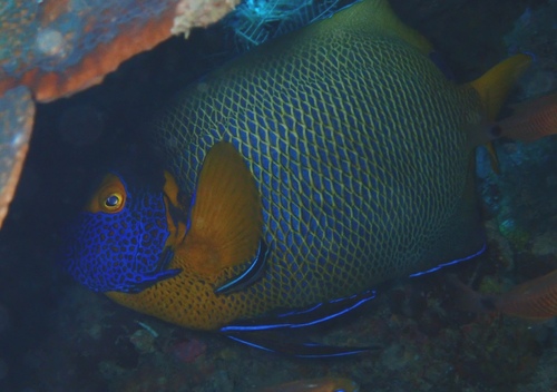 Pomacanthus xanthometopon