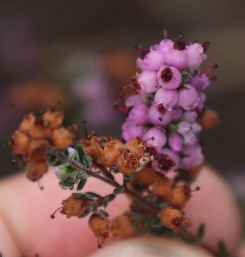Erica turgida, photograph 6