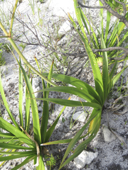 Trachyandra hirsutiflora