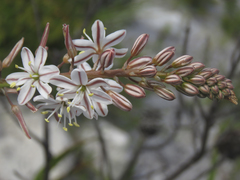 Trachyandra hirsutiflora